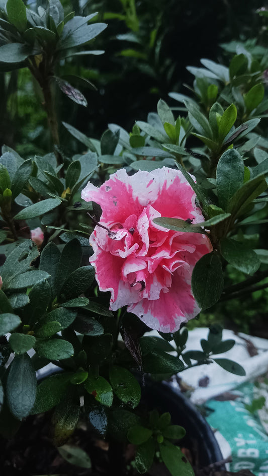 Azalea 'Albert Elizabeth' – Elegant Pink Blooms for Home & Garden