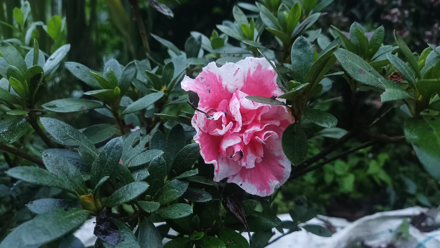 Azalea 'Albert Elizabeth' – Elegant Pink Blooms for Home & Garden