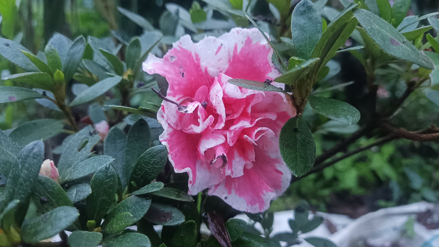 Azalea 'Albert Elizabeth' – Elegant Pink Blooms for Home & Garden