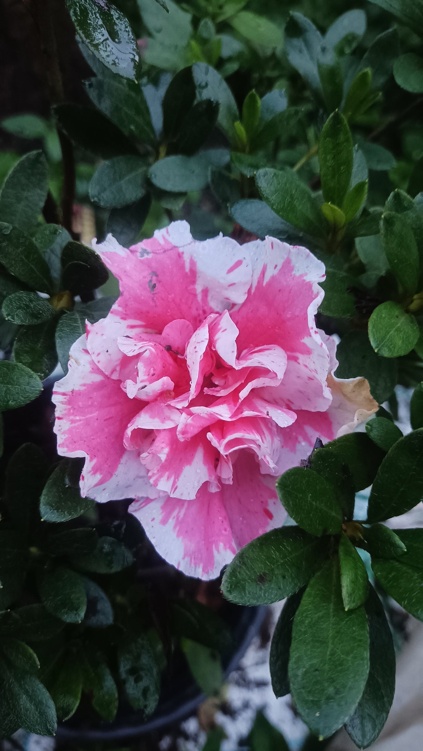 Azalea 'Albert Elizabeth' – Elegant Pink Blooms for Home & Garden