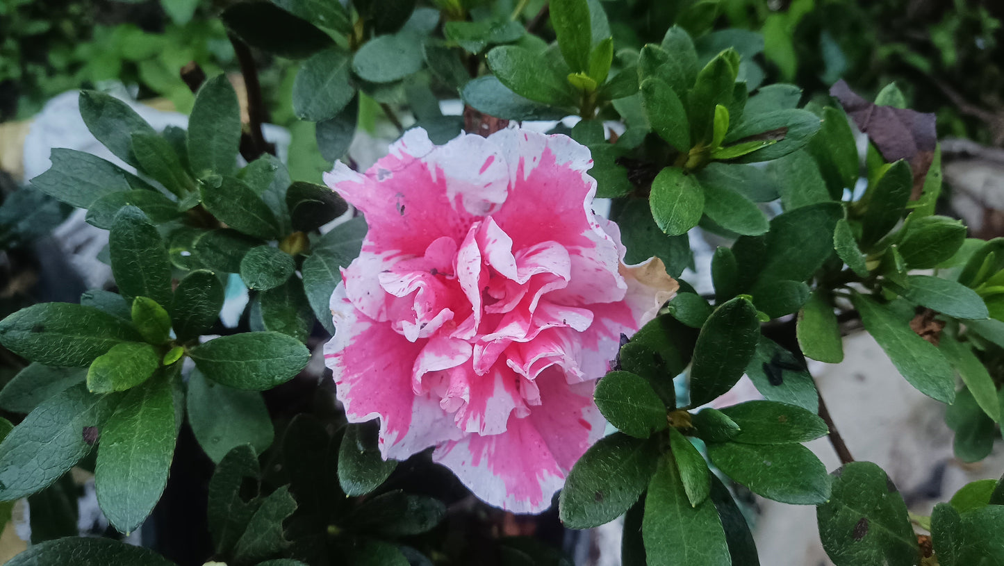 Azalea 'Albert Elizabeth' – Elegant Pink Blooms for Home & Garden