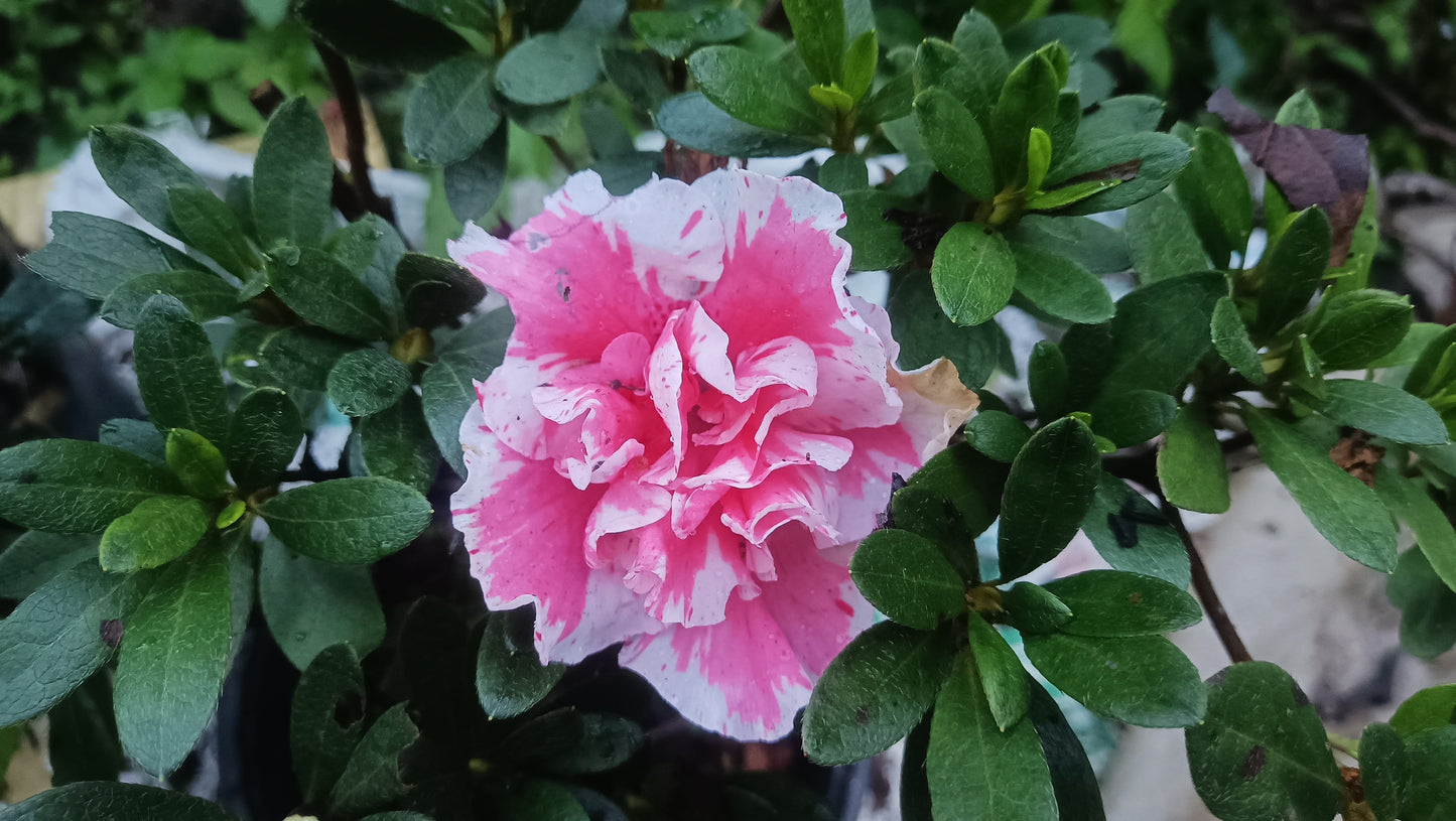 Azalea 'Albert Elizabeth' – Elegant Pink Blooms for Home & Garden