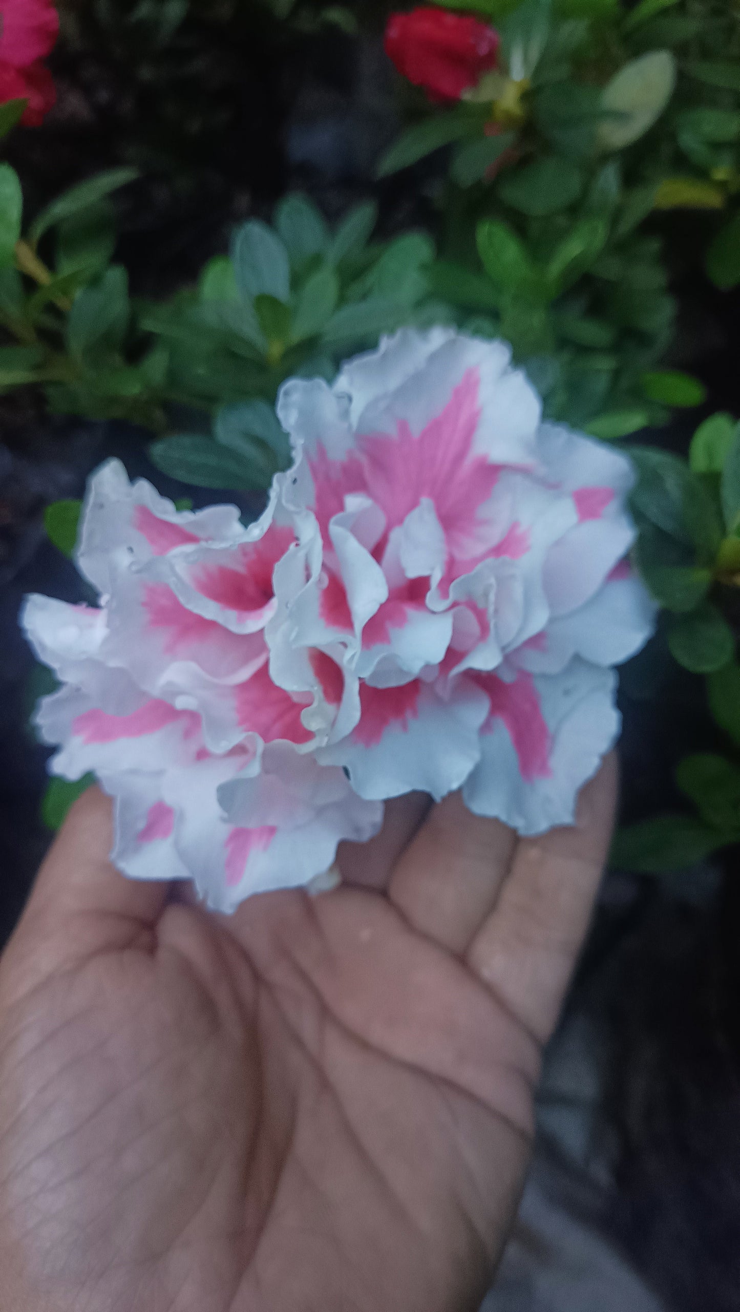 Azalea ‘California Doll’ – A Delicate Bloom with West Coast Charm