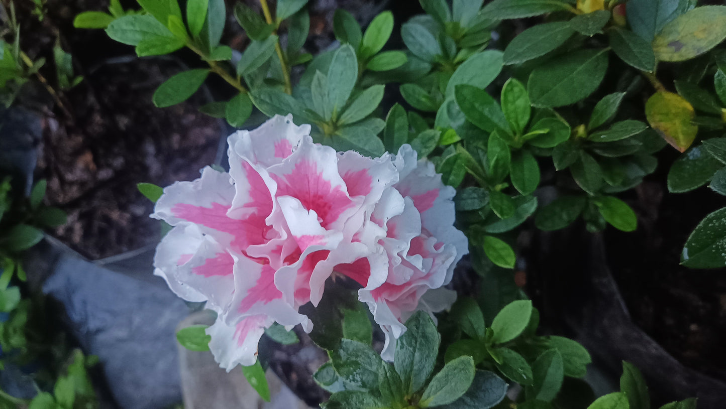 Azalea ‘California Doll’ – A Delicate Bloom with West Coast Charm