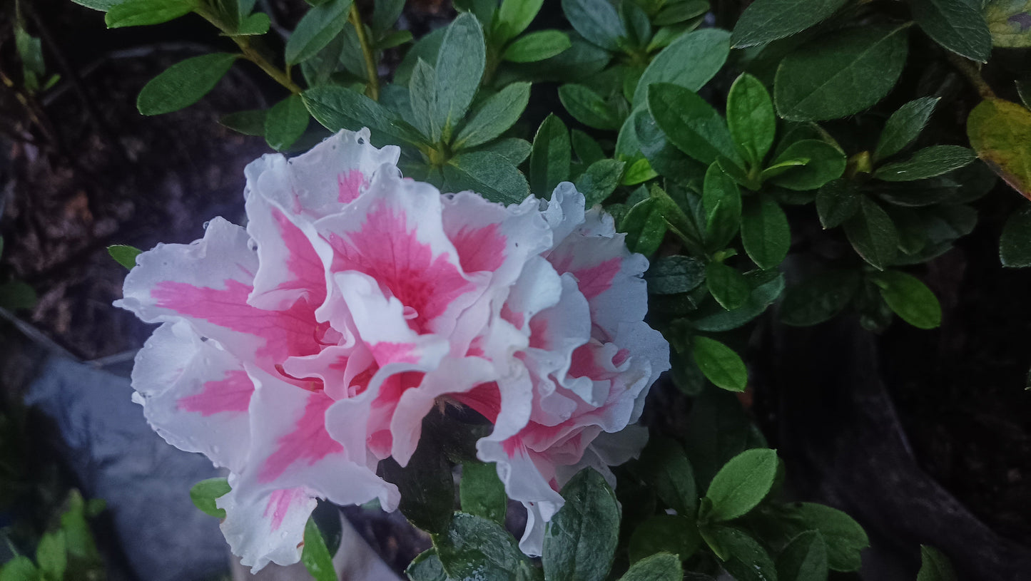 Azalea ‘California Doll’ – A Delicate Bloom with West Coast Charm