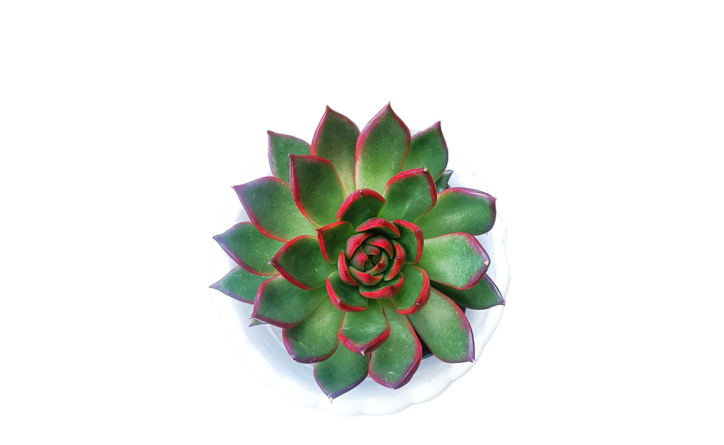 Echeveria Rubra Succulent Plant