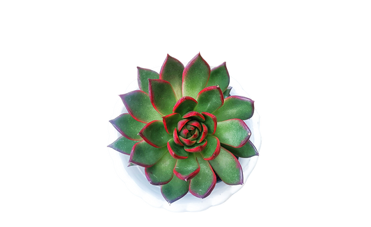 Echeveria Rubra Succulent Plant