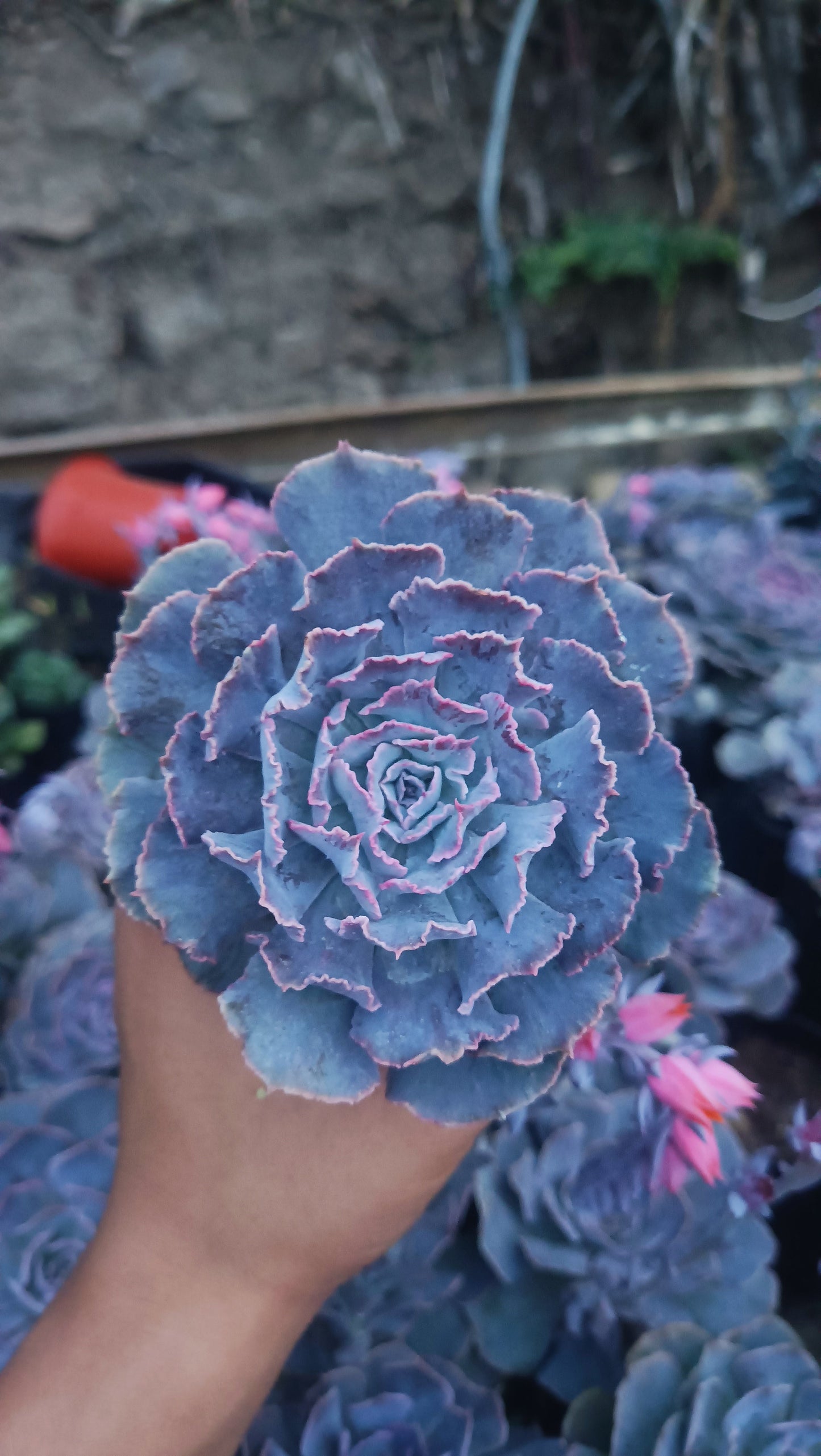 Echeveria Shaviana (Blue Heron): Elevate Your Space with Nature's Beauty - Available at Frek