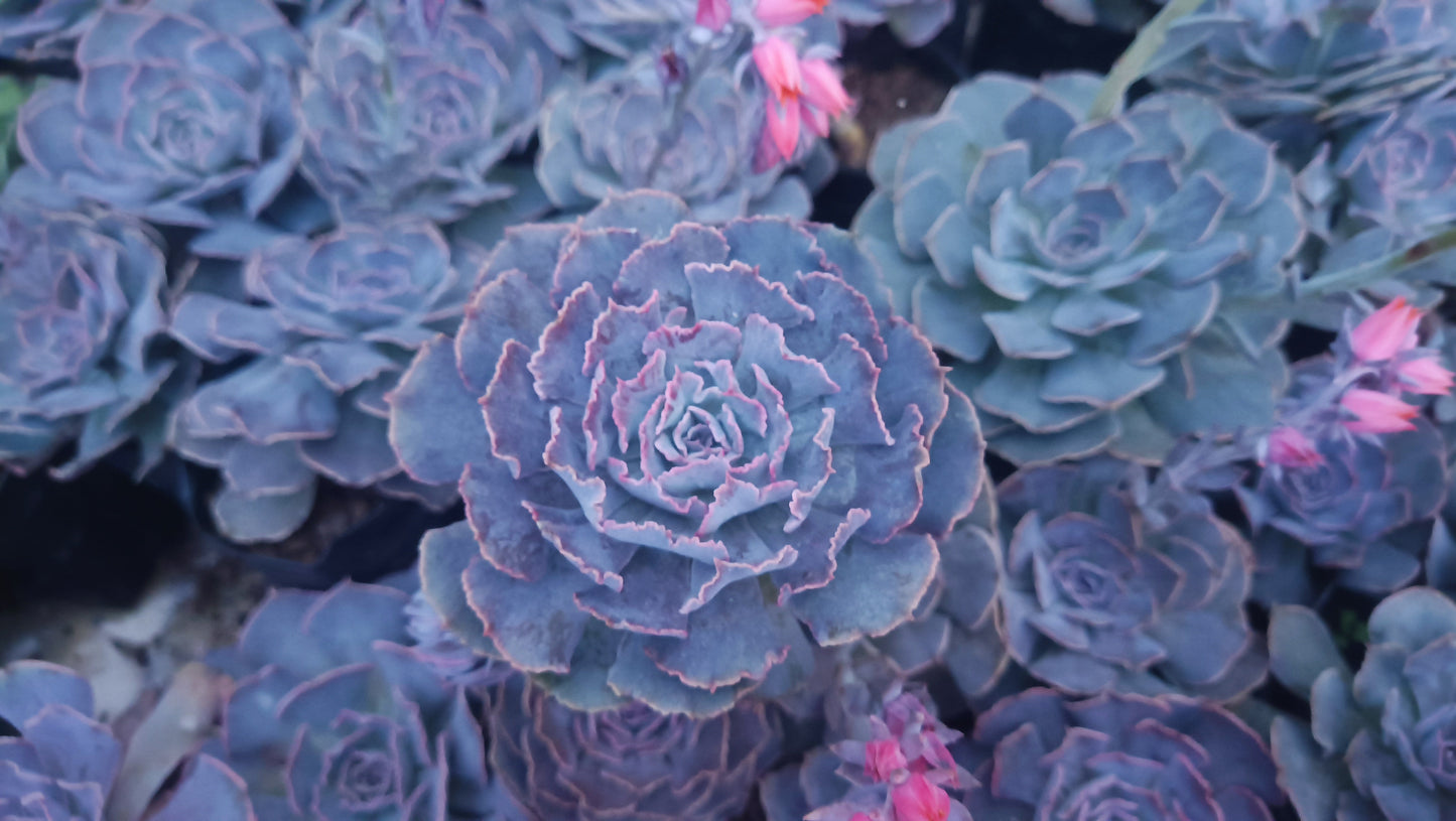 Echeveria Shaviana (Blue Heron): Elevate Your Space with Nature's Beauty - Available at Frek
