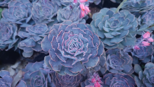 Echeveria Shaviana (Blue Heron): Elevate Your Space with Nature's Beauty - Available at Frek
