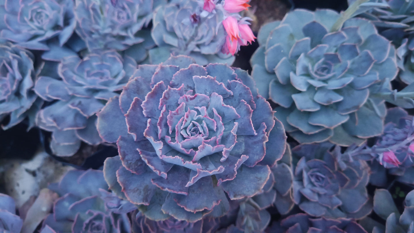 Echeveria Shaviana (Blue Heron): Elevate Your Space with Nature's Beauty - Available at Frek