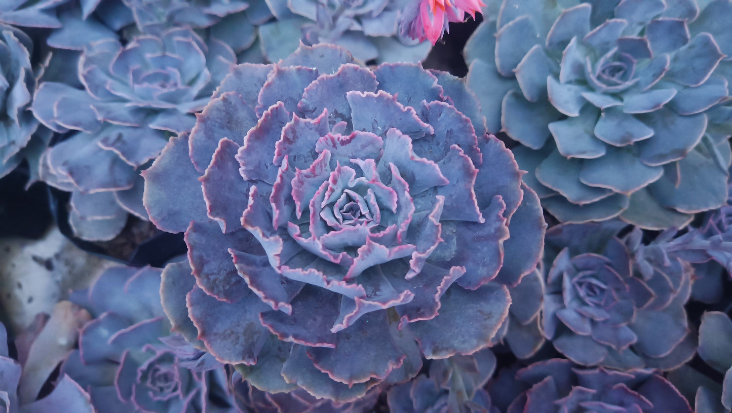 Echeveria Shaviana (Blue Heron): Elevate Your Space with Nature's Beauty - Available at Frek