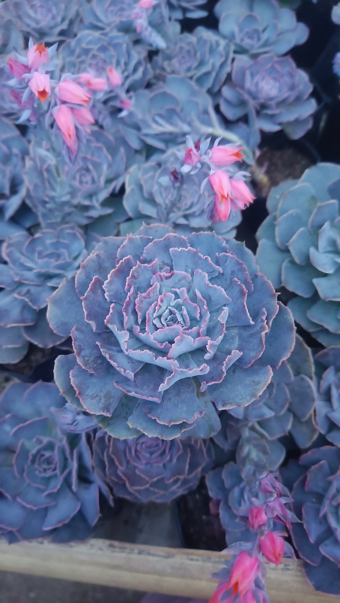 Echeveria Shaviana (Blue Heron): Elevate Your Space with Nature's Beauty - Available at Frek