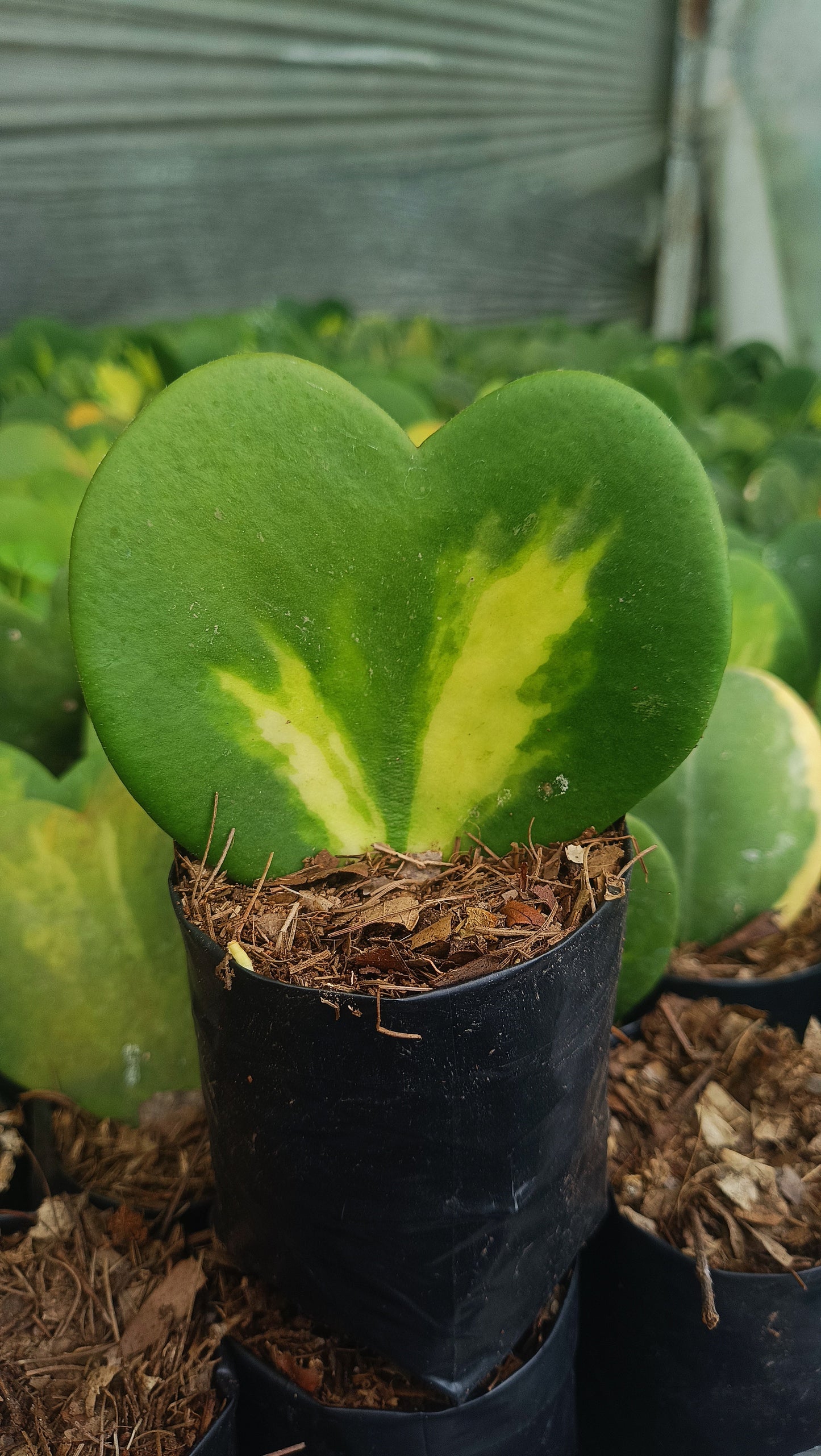 Gift – Inner-Variegated Rare Hoya Heart Plant (Sweet Heart Plant – Single Leaf)