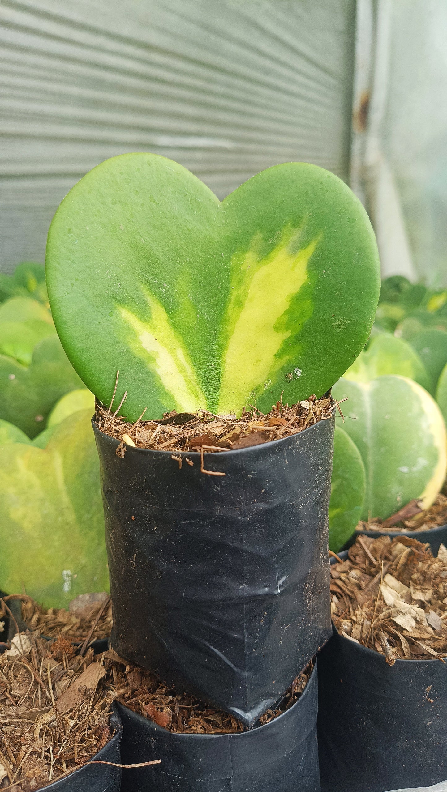 Gift – Inner-Variegated Rare Hoya Heart Plant (Sweet Heart Plant – Single Leaf)