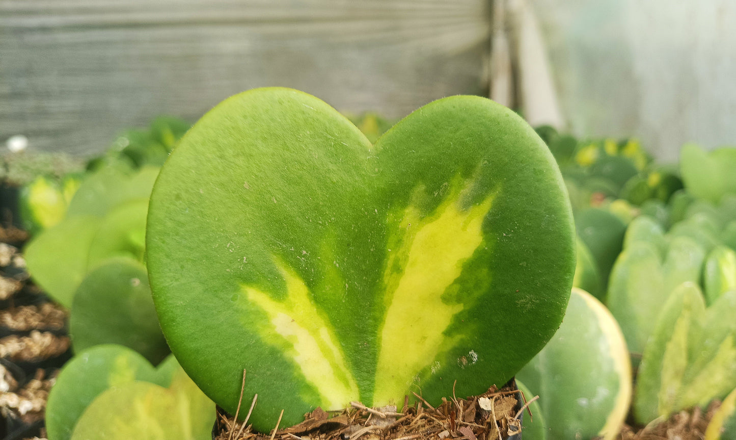 Gift – Inner-Variegated Rare Hoya Heart Plant (Sweet Heart Plant – Single Leaf)