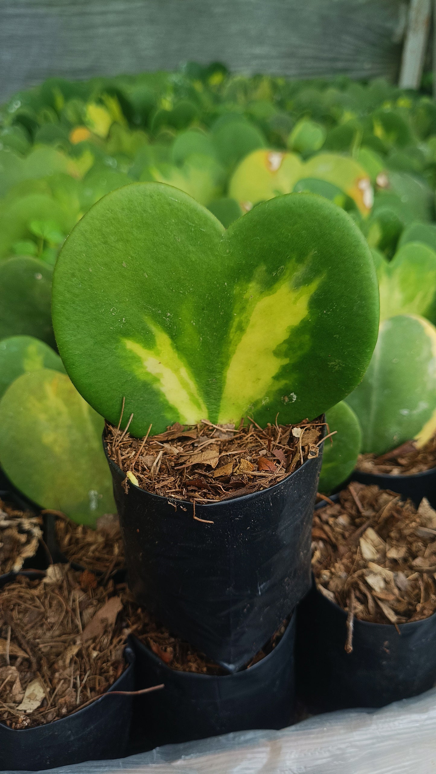 Gift – Inner-Variegated Rare Hoya Heart Plant (Sweet Heart Plant – Single Leaf)
