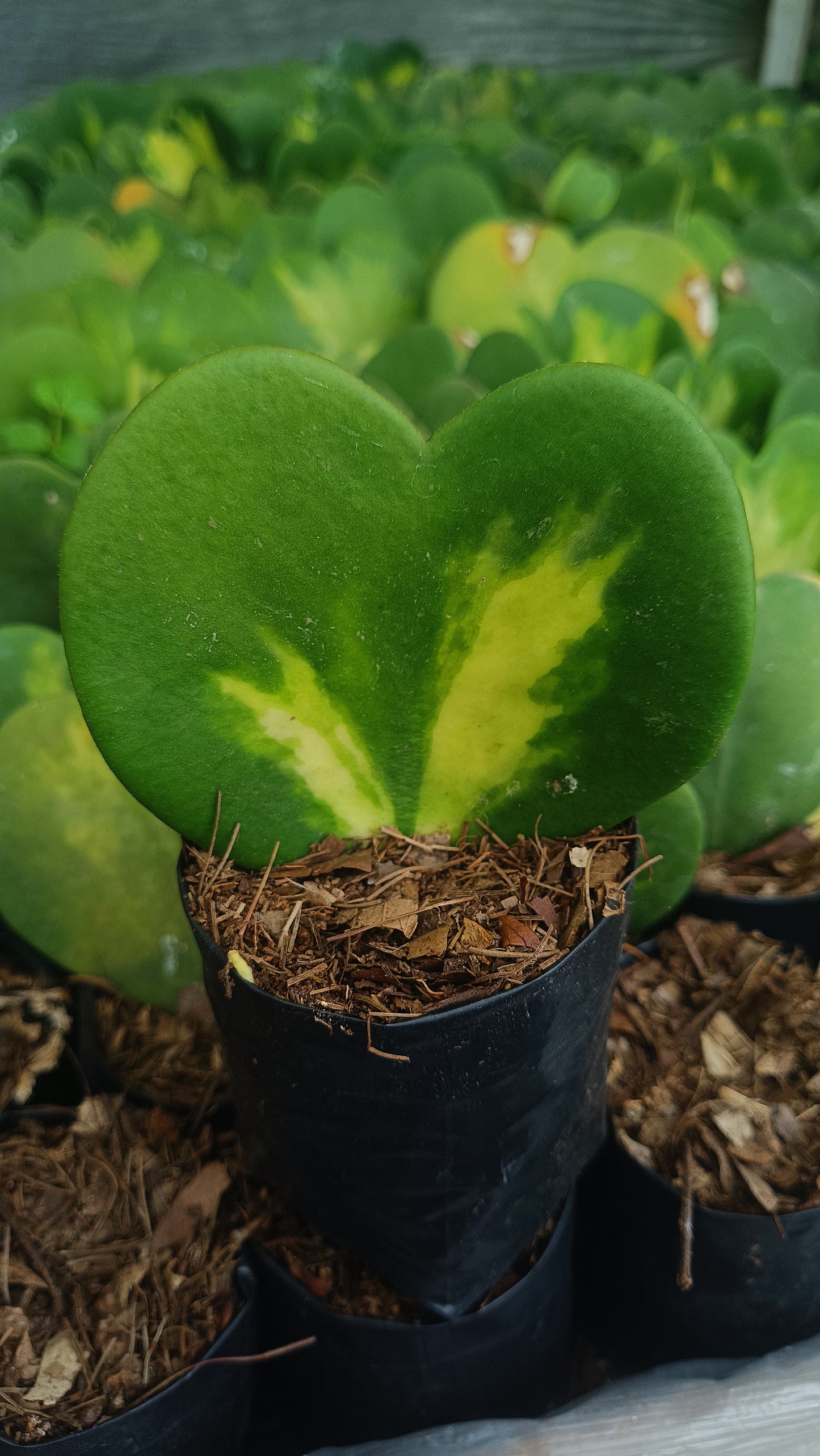 Gift – Inner-Variegated Rare Hoya Heart Plant (Sweet Heart Plant – Single Leaf)