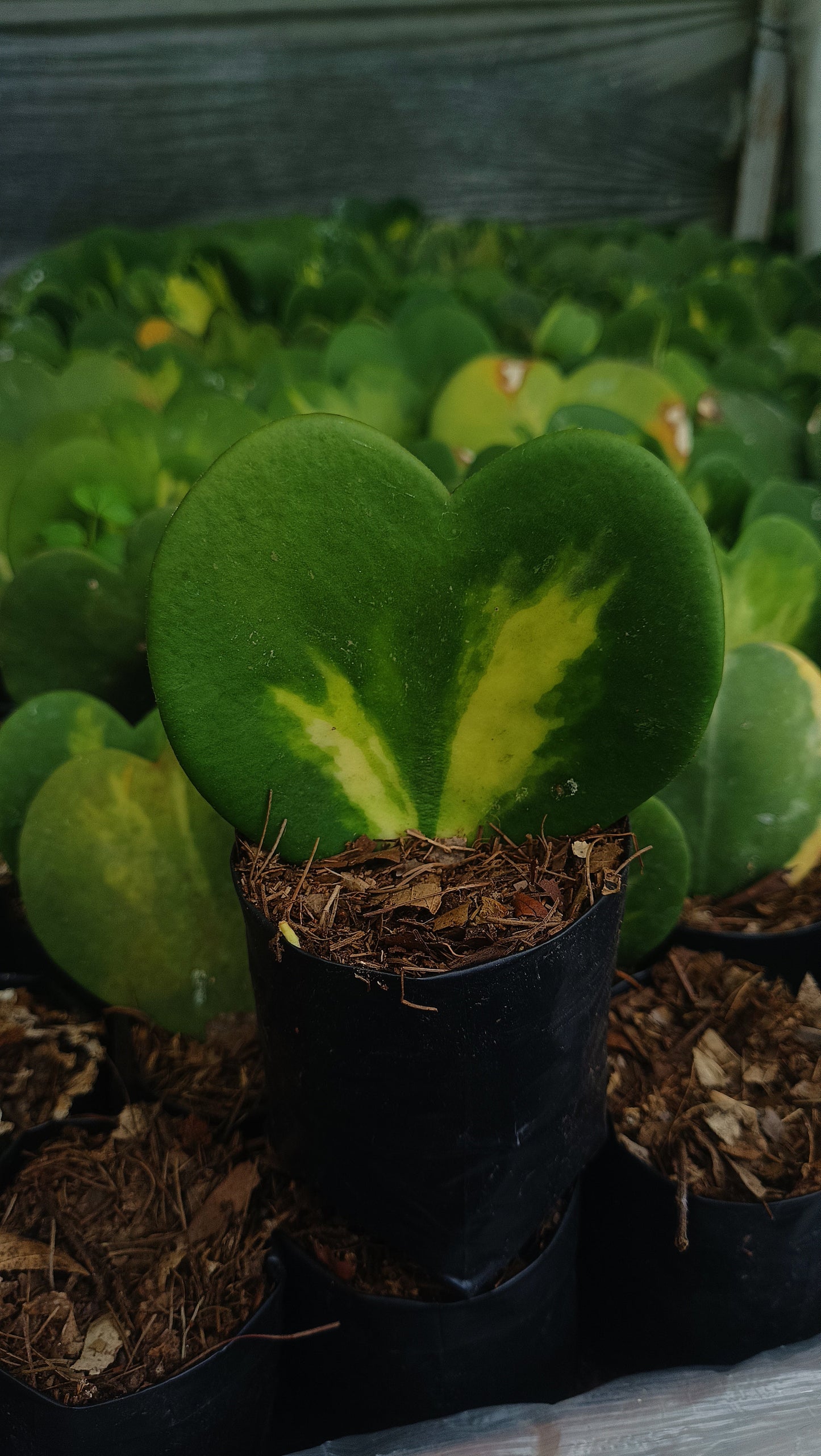 Gift – Inner-Variegated Rare Hoya Heart Plant (Sweet Heart Plant – Single Leaf)