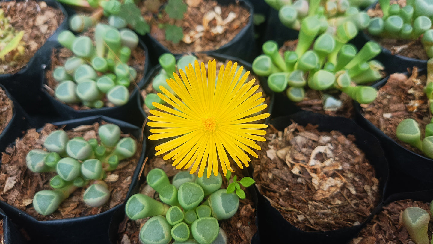 Fenestraria Rhopalophylla (Baby Toes) Succulent: Nature's Little Wonders
