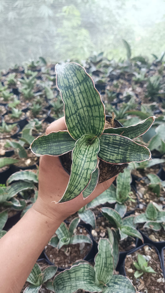 Sansevieria Cleopatra – Rare Snake Plant for Home & Office