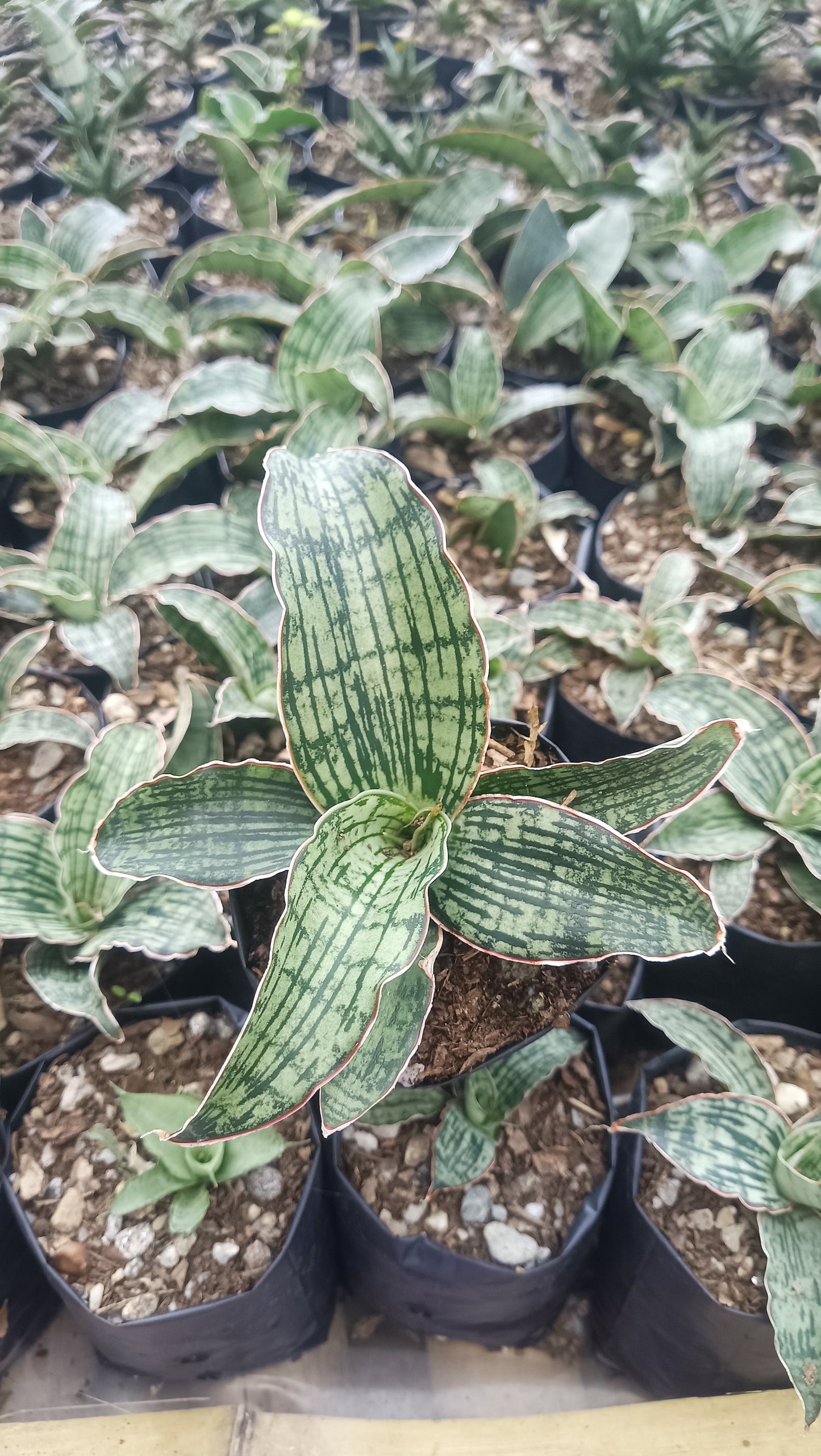 Sansevieria Cleopatra – Rare Snake Plant for Home & Office