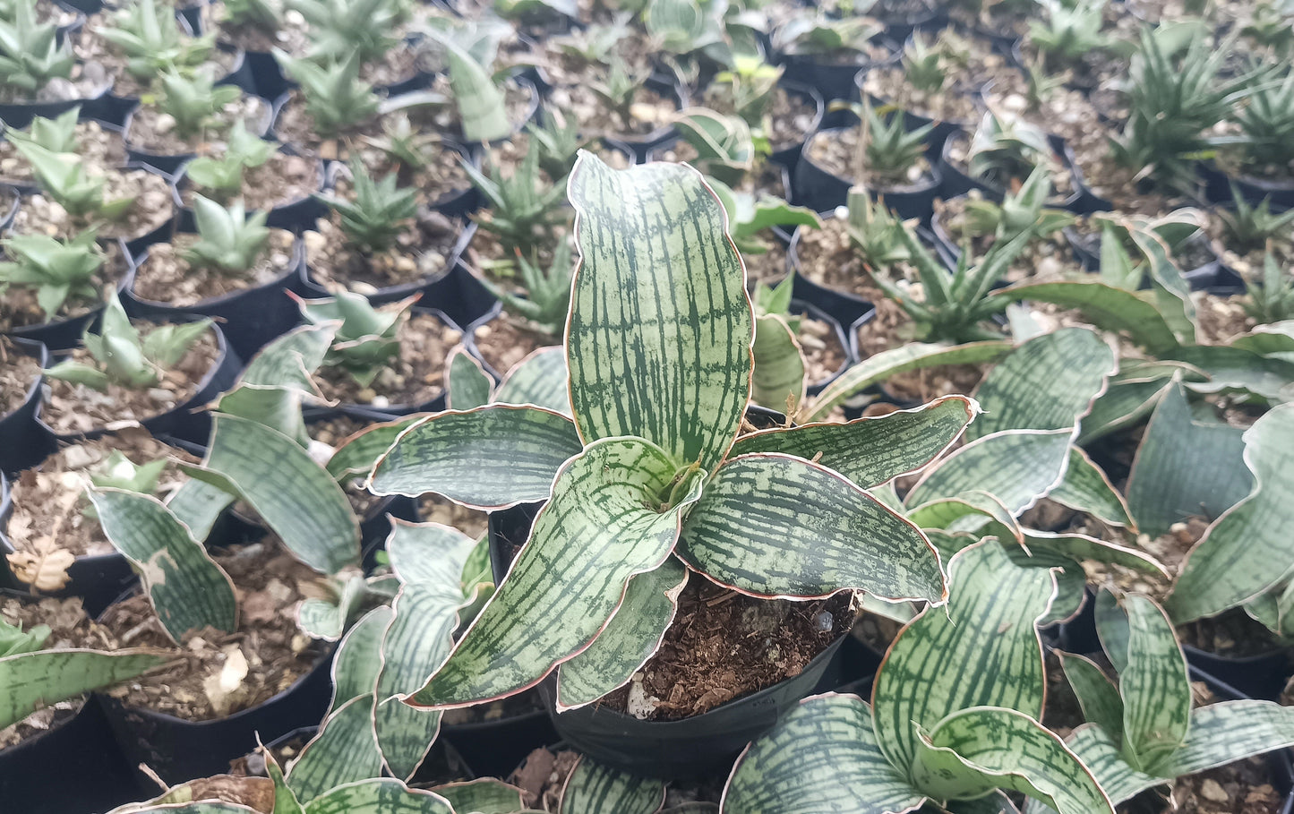 Sansevieria Cleopatra – Rare Snake Plant for Home & Office