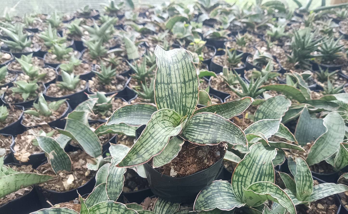 Sansevieria Cleopatra – Rare Snake Plant for Home & Office