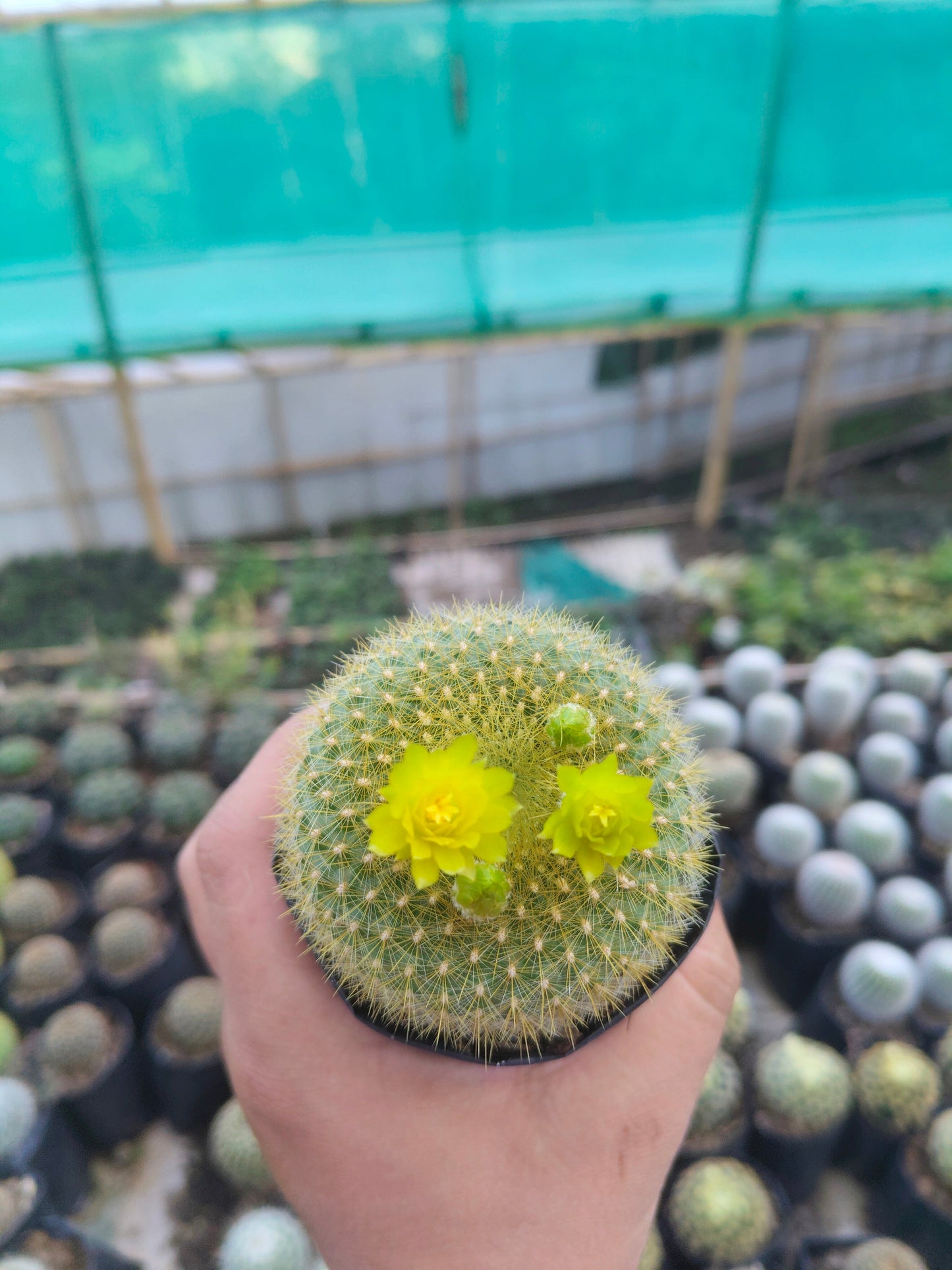 Notocactus Graessneri Cactus (Bare Rooted Live Plant – 3-4 Inches in Diameter)