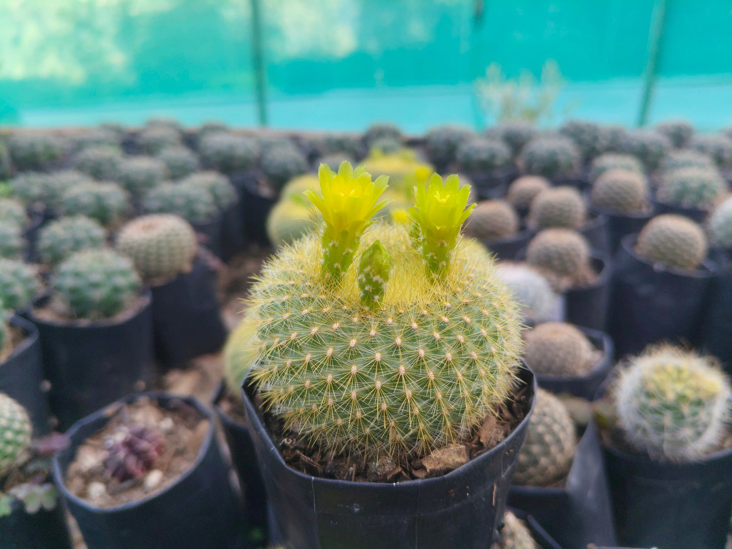Notocactus Graessneri Cactus (Bare Rooted Live Plant – 3-4 Inches in Diameter)