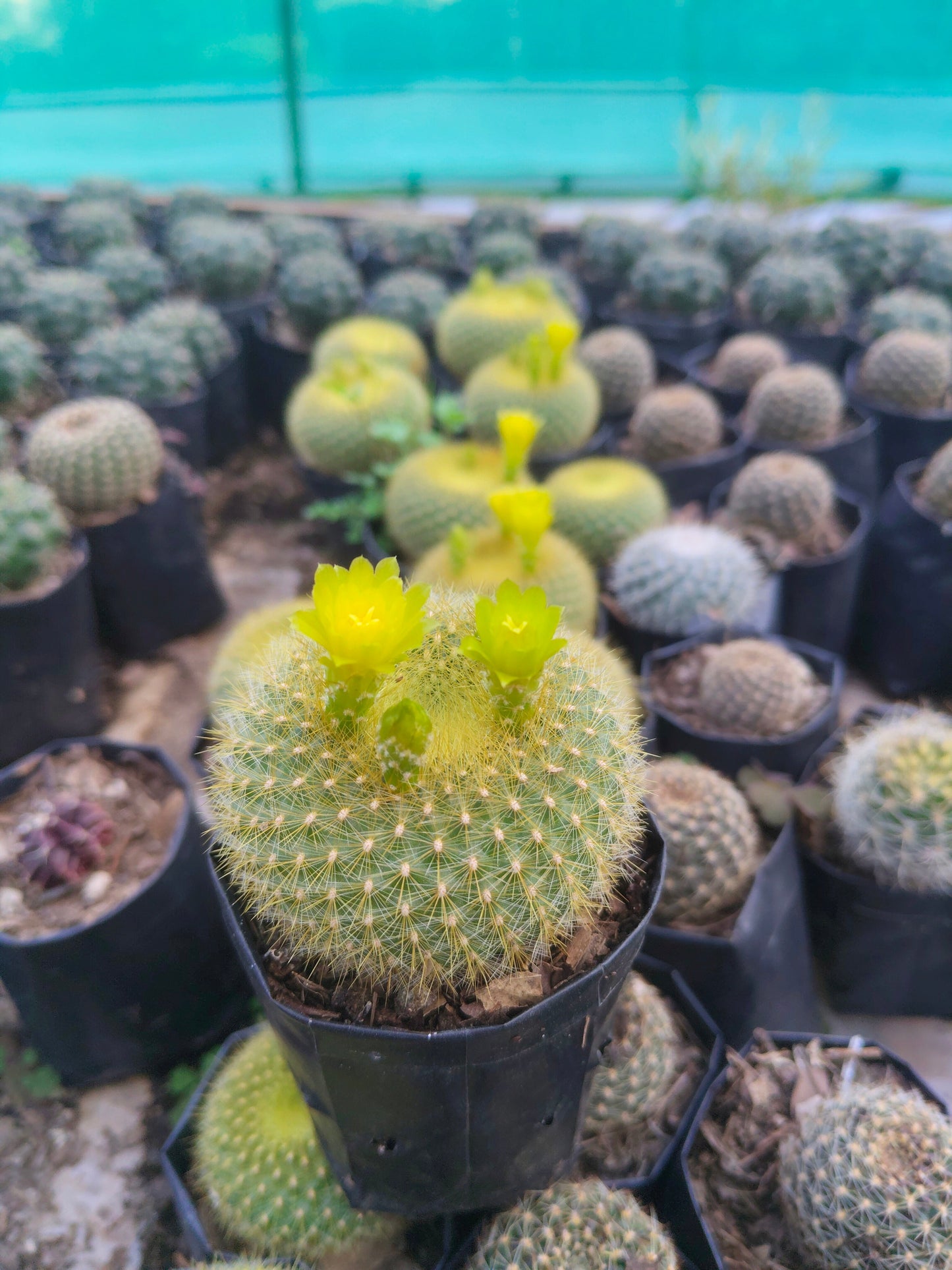 Notocactus Graessneri Cactus (Bare Rooted Live Plant – 3-4 Inches in Diameter)
