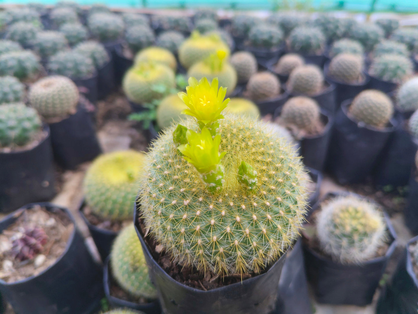 Notocactus Graessneri Cactus (Bare Rooted Live Plant – 3-4 Inches in Diameter)