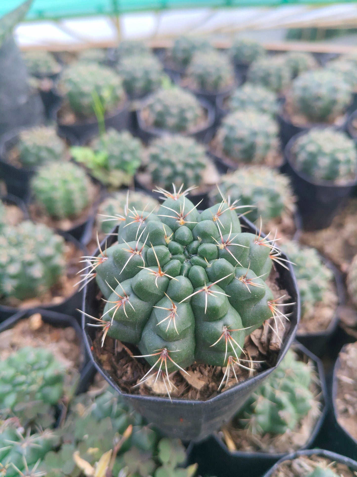 Gymnocalycium Baldianum Cactus: Unique Beauty for Any Space