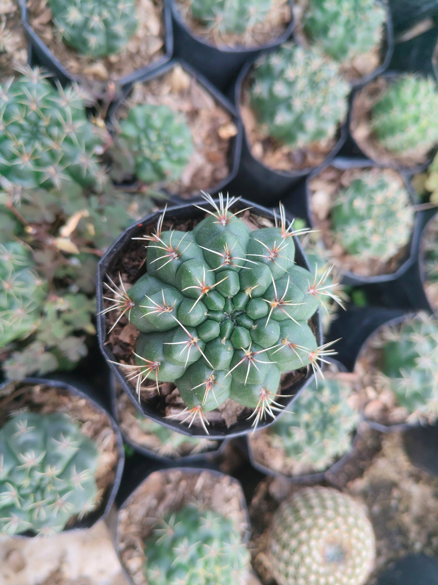 Gymnocalycium Baldianum Cactus: Unique Beauty for Any Space