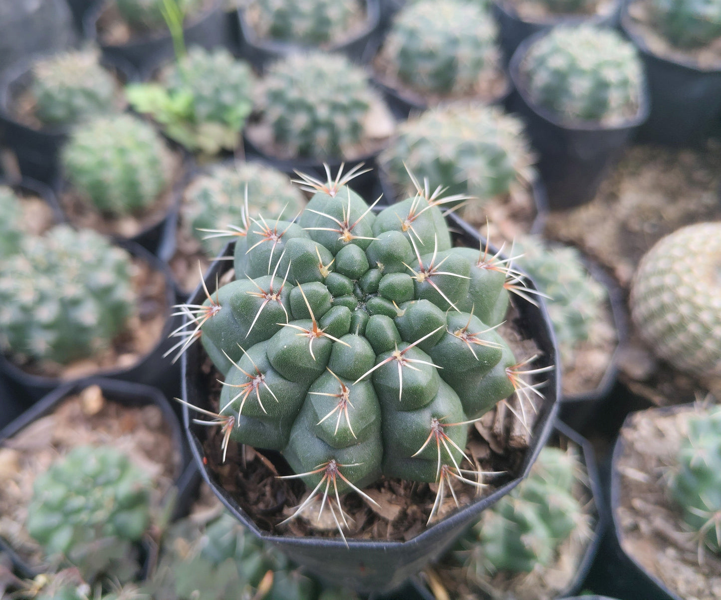 Gymnocalycium Baldianum Cactus: Unique Beauty for Any Space
