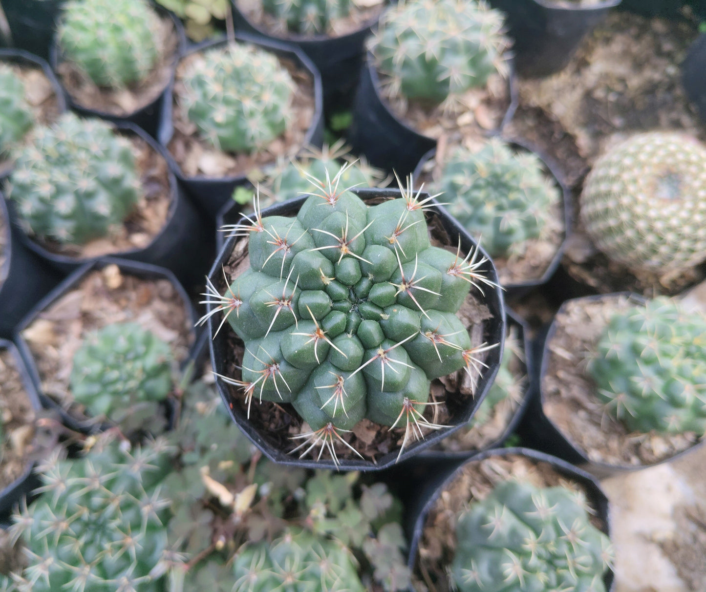 Gymnocalycium Baldianum Cactus: Unique Beauty for Any Space