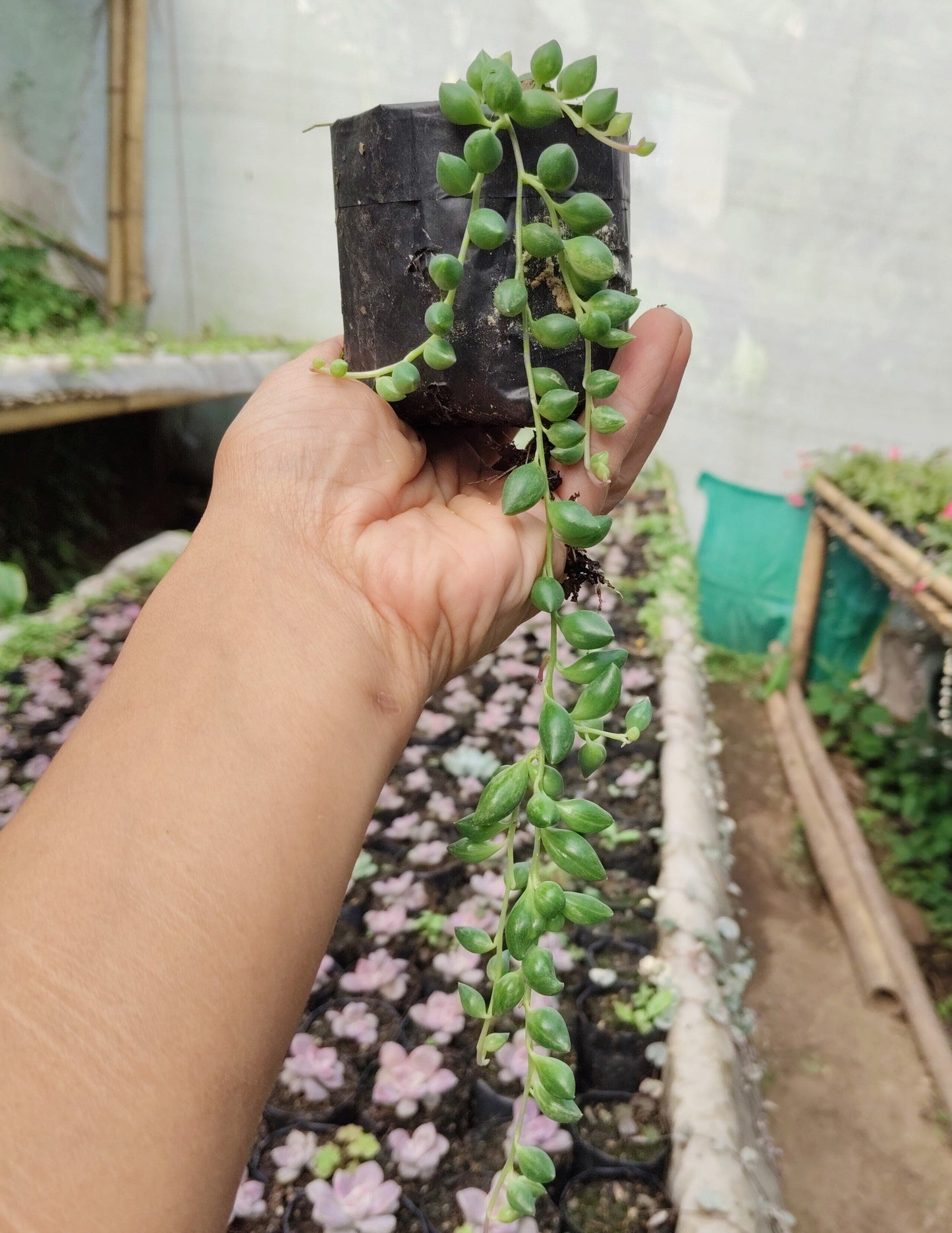 String of Tears (Non-Variegated) – Hanging Succulent Plant | Low Maintenance Indoor Plant