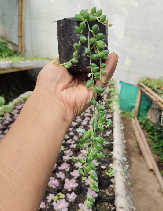 String of Tears (Non-Variegated) – Hanging Succulent Plant | Low Maintenance Indoor Plant