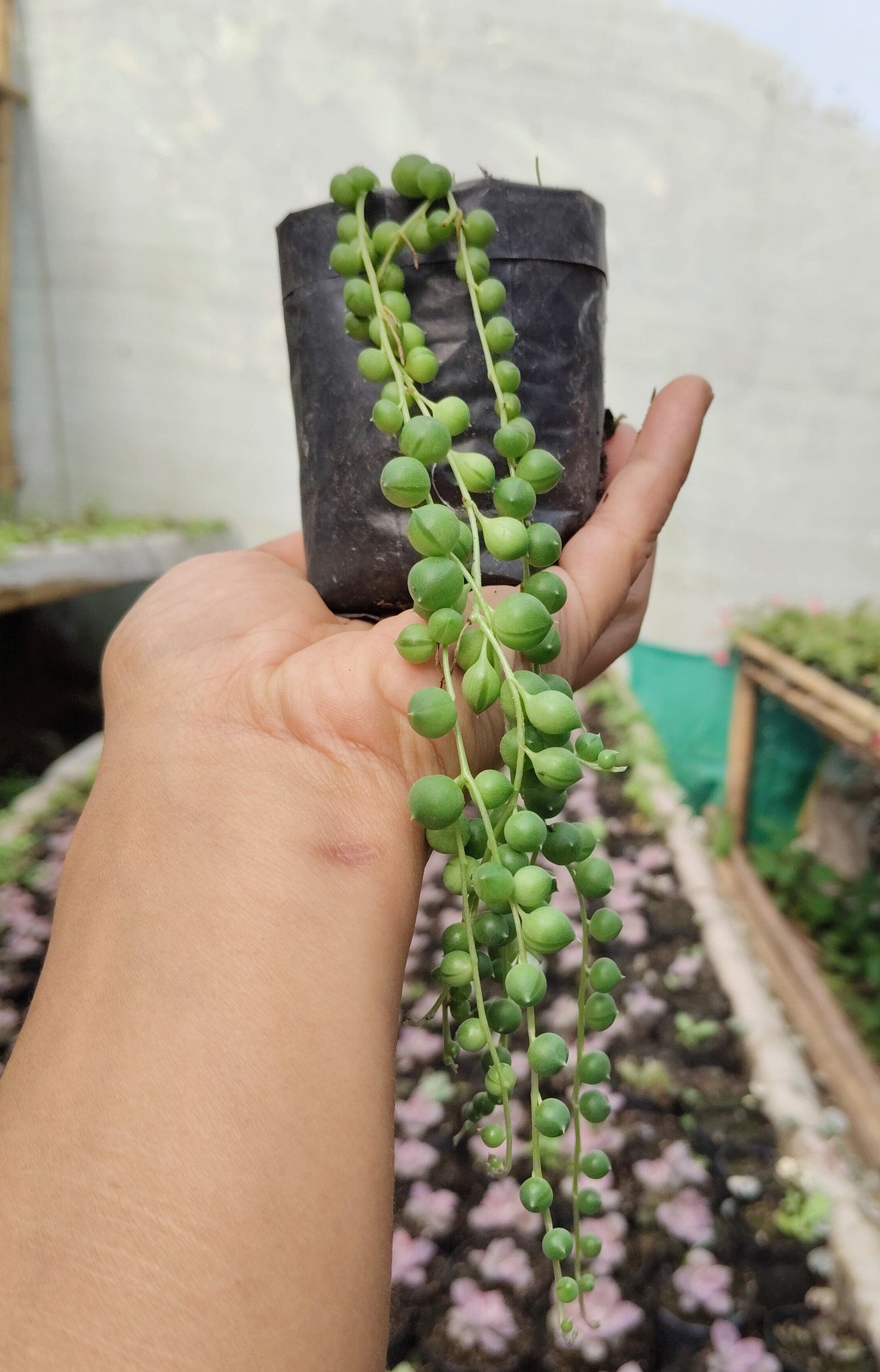 String of Pearls (Non-Variegated) – Hanging Succulent Plant | Low Maintenance Indoor Plant