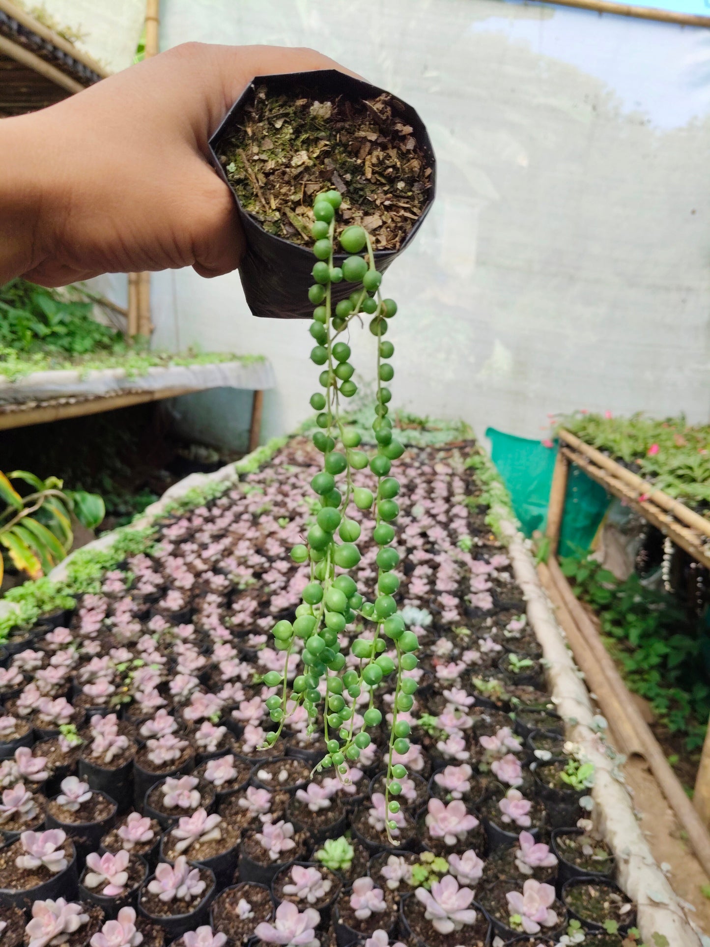 String of Pearls (Non-Variegated) – Hanging Succulent Plant | Low Maintenance Indoor Plant