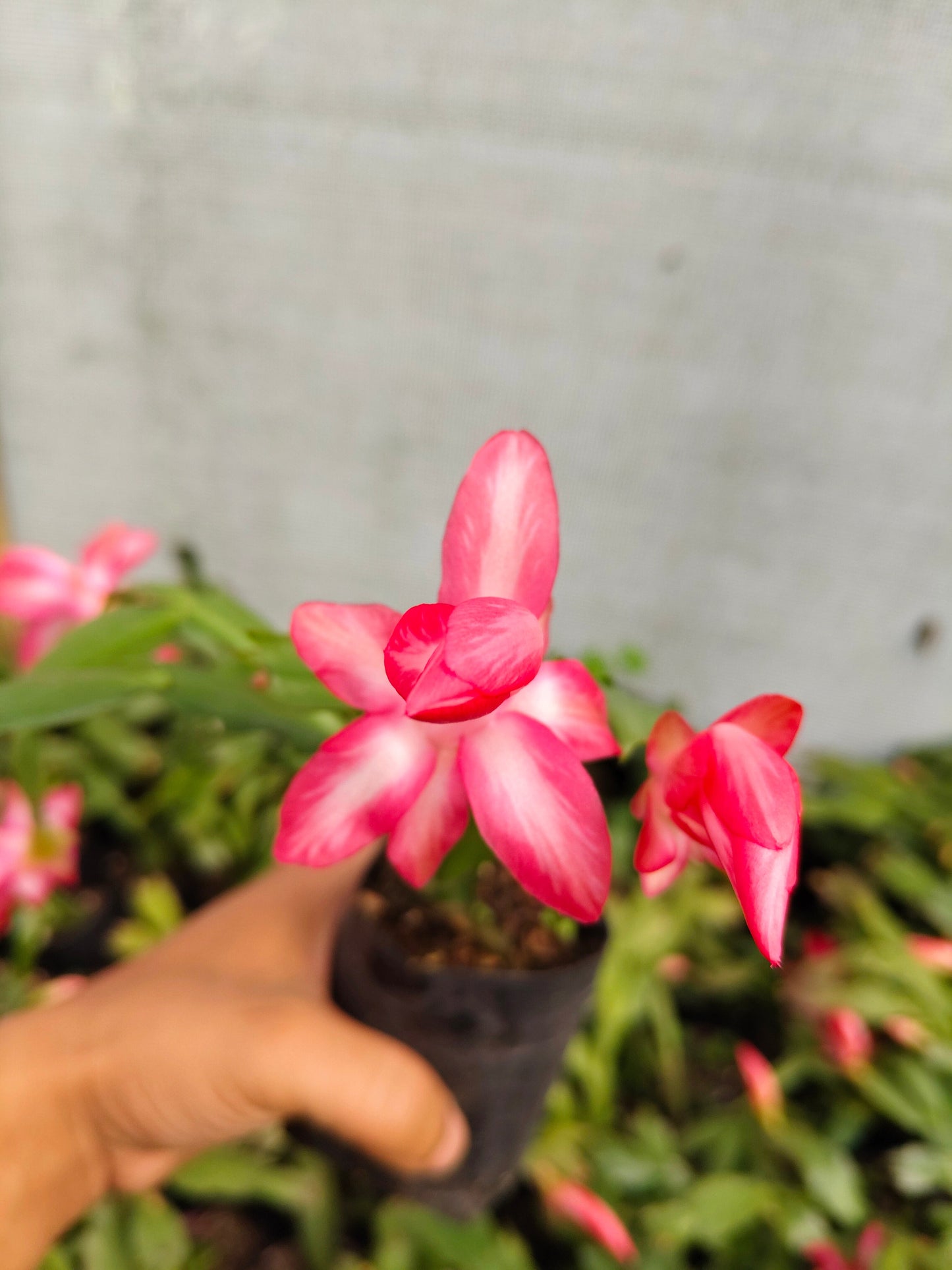 Zygo Christmas Cactus Variegated Pink Live Plant — Well Rooted & Mature | Blooming Indoor Plant | Low Maintenance Succulent