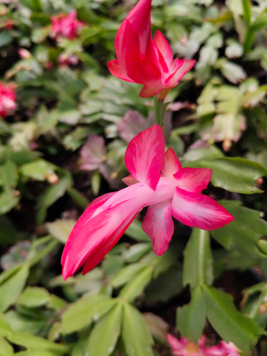 Zygo Christmas Cactus Variegated Pink Live Plant — Well Rooted & Mature | Blooming Indoor Plant | Low Maintenance Succulent