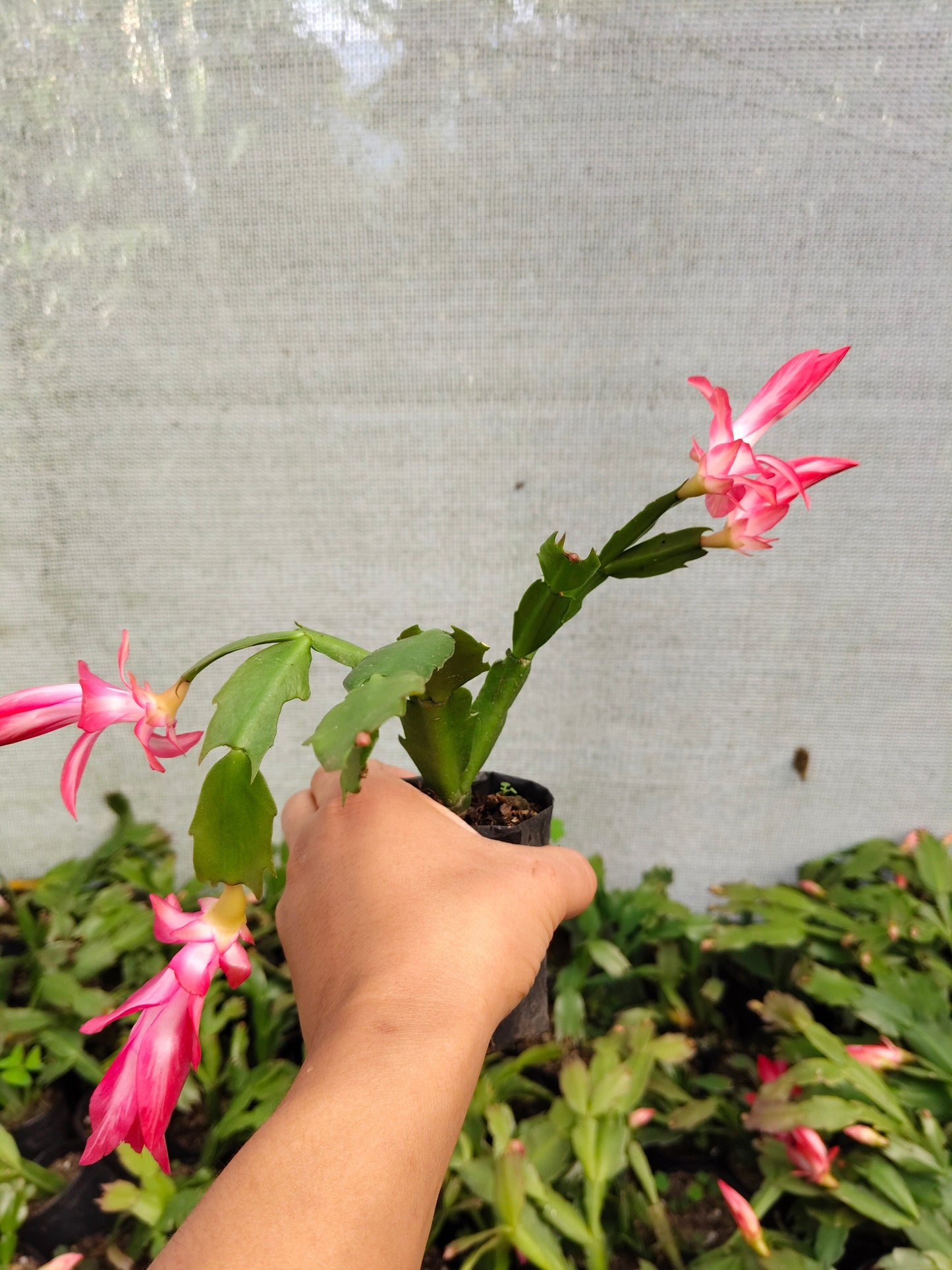Zygo Christmas Cactus Variegated Pink Live Plant — Well Rooted & Mature | Blooming Indoor Plant | Low Maintenance Succulent
