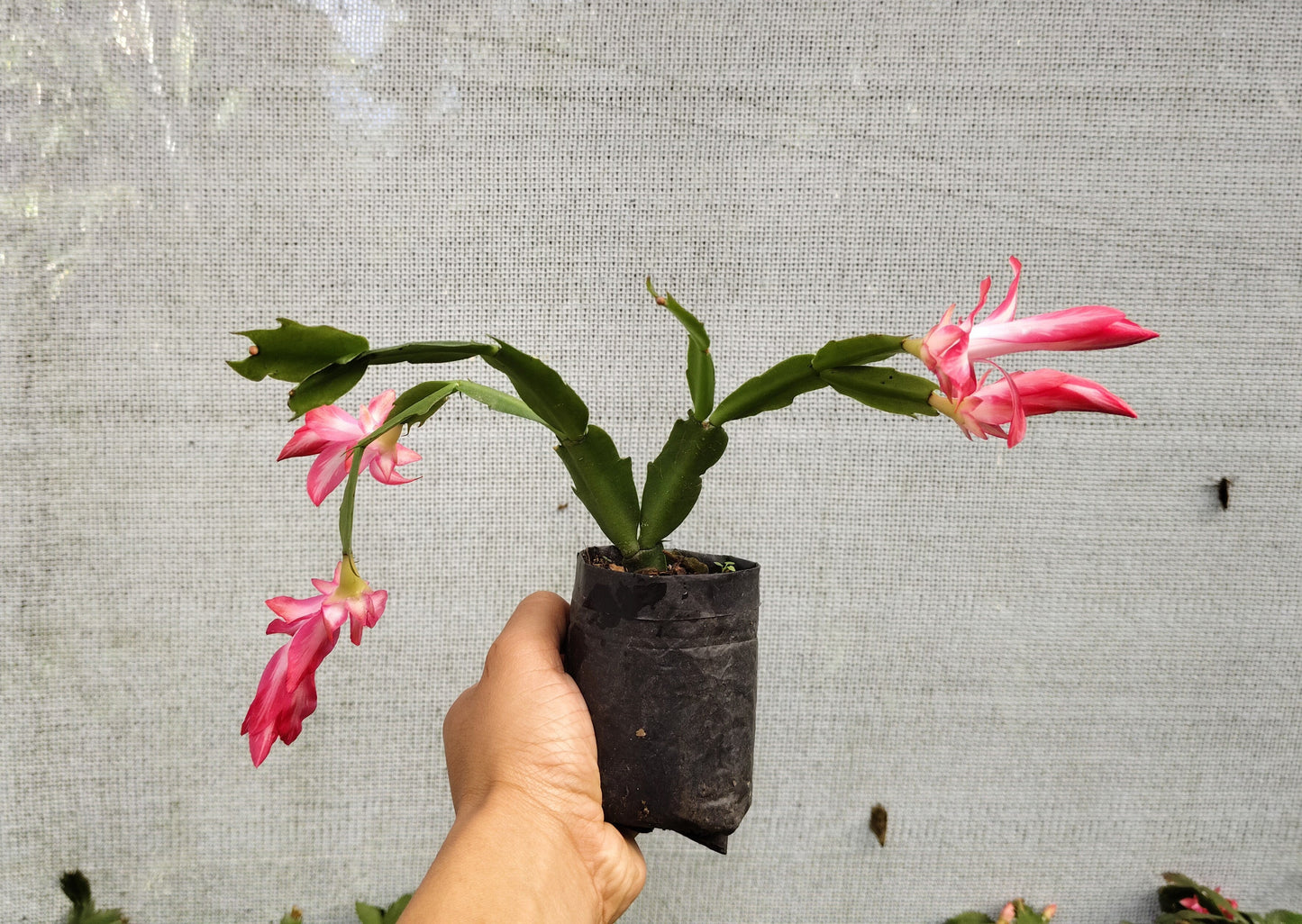Zygo Christmas Cactus Variegated Pink Live Plant — Well Rooted & Mature | Blooming Indoor Plant | Low Maintenance Succulent