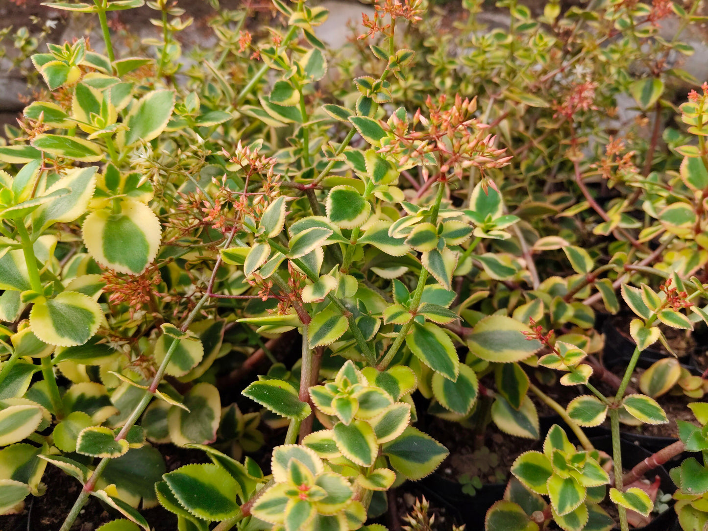 Crassula Sarmentosa Variegated – Trailing Good Luck Succulent