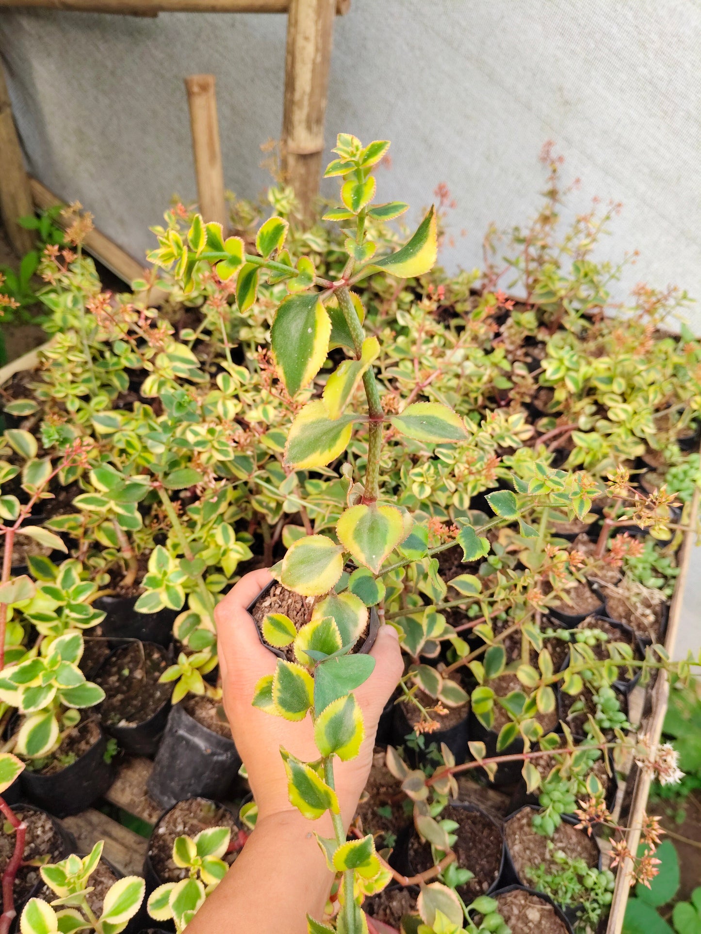 Crassula Sarmentosa Variegated – Trailing Good Luck Succulent