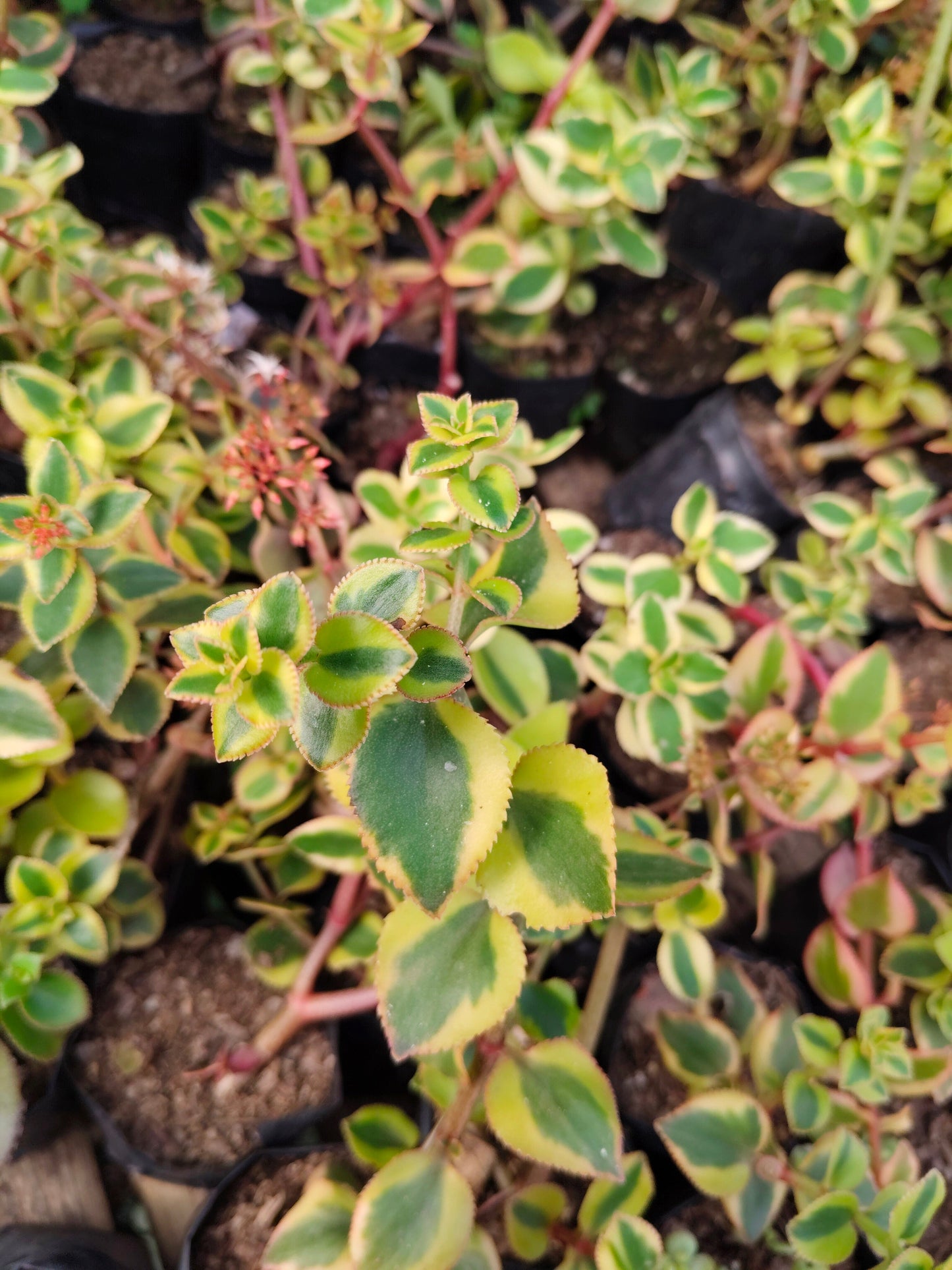 Crassula Sarmentosa Variegated – Trailing Good Luck Succulent