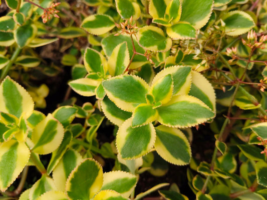 Crassula Sarmentosa Variegated – Trailing Good Luck Succulent