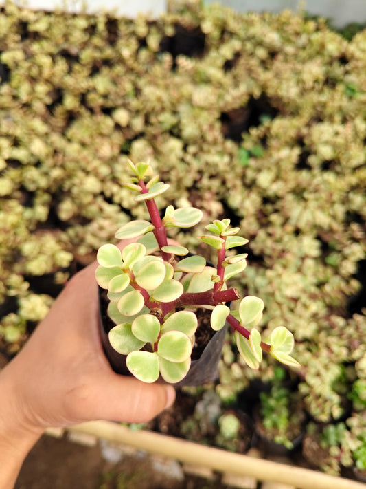 Good Luck Mini Jade Plant (Portulacaria Afra Variegated) – Symbol of Prosperity & Positive Energy | Low Maintenance Indoor Plant
