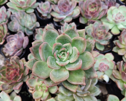 Echeveria ‘Avocado Cream’ – Elegant Succulent Plant | Symbol of Calm, Balance & Growth
